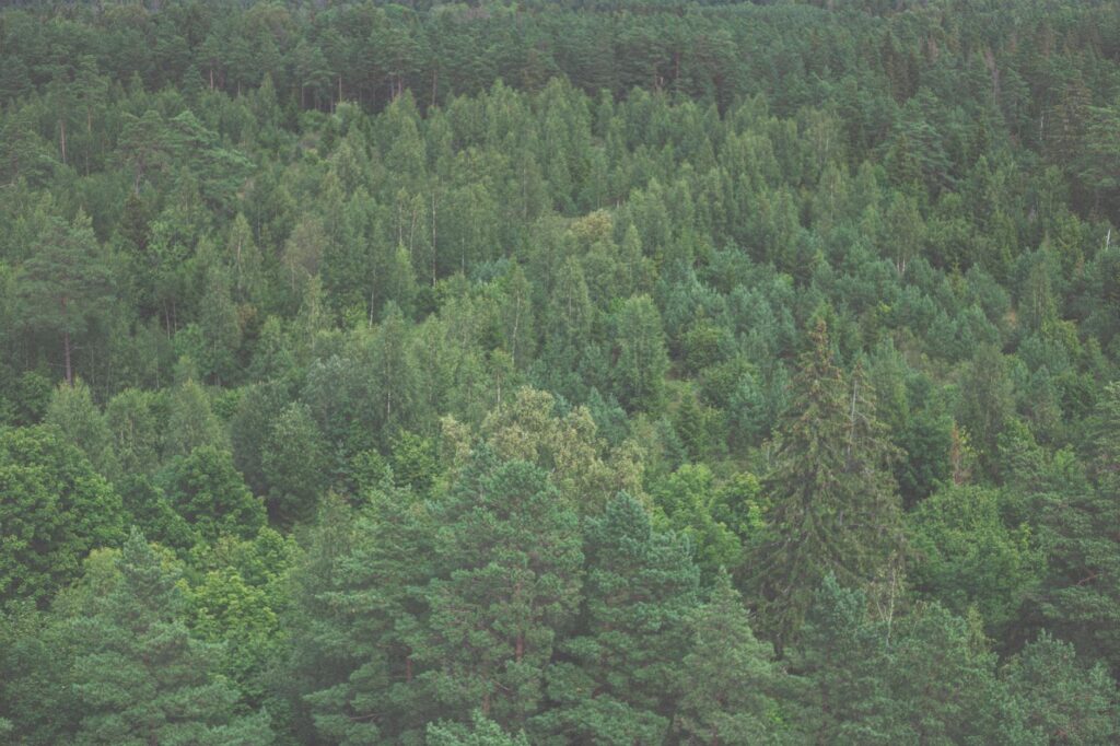 E Estonia (2026 Guide)