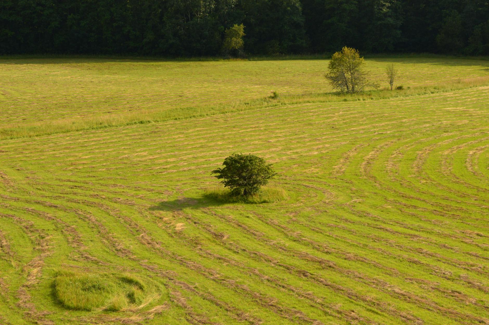 E Estonia Program (2026 Guide)